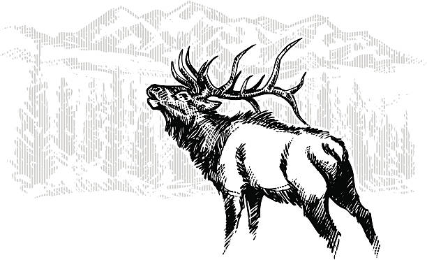 illustrazioni stock, clip art, cartoni animati e icone di tendenza di schizzo di elk - alce americano