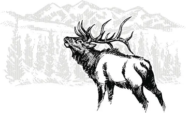 Vector illustration of Elk Sketch