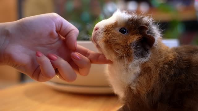 close up of scratching guinea pig