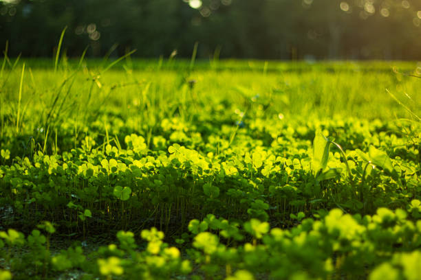 Macro image of raindrops on clover petals.