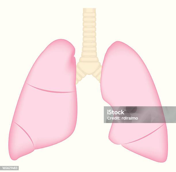 Der Lunge Stock Vektor Art und mehr Bilder von Anatomie - Anatomie, Atmungsorgan, Biomedizinische Illustration