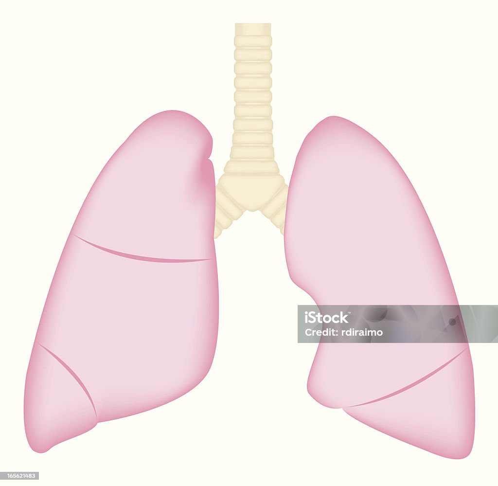 Os pulmões - Royalty-free Anatomia arte vetorial