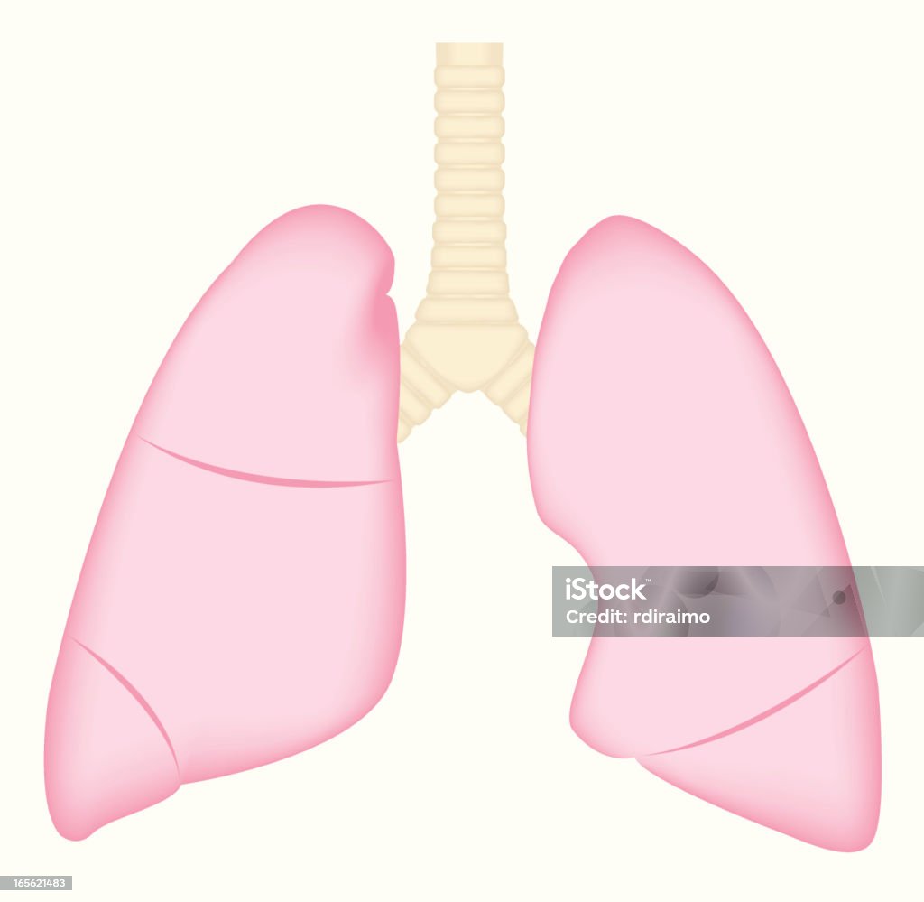 Легких - Векторная графика Анатомия роялти-фри