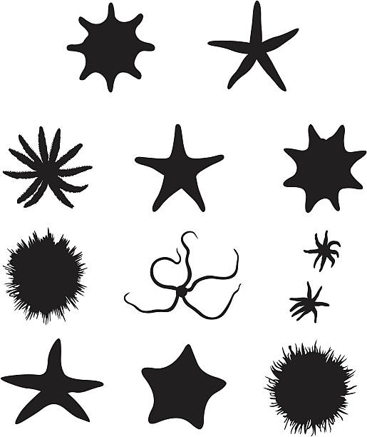 ilustrações, clipart, desenhos animados e ícones de silhuetas estrela-do-mar - estrela do mar