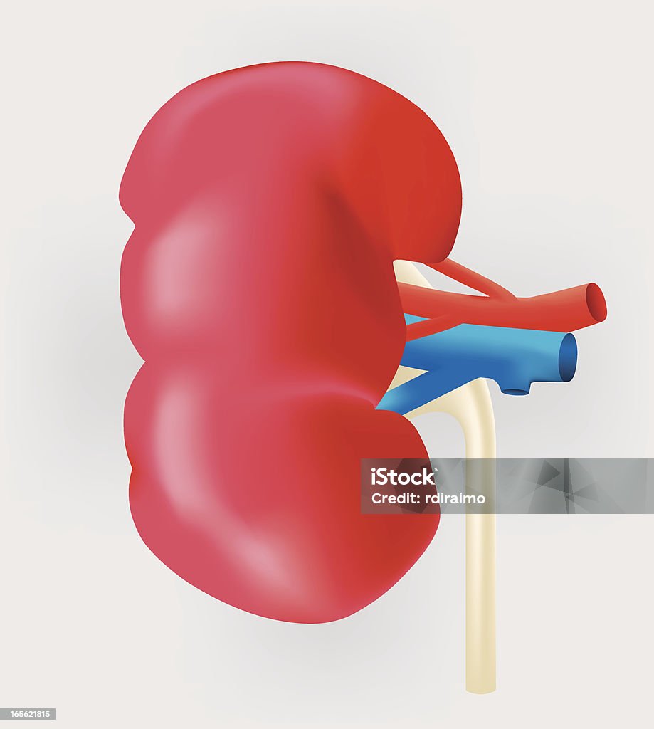 Human Kidney A vector illustration of the amazing human kidney. Includes the kidney, ureter, and the renal vessels. Adobe ai file included. Anatomy stock vector