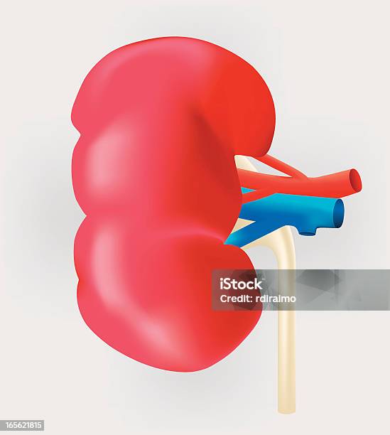 Human Kidney Stock Illustration - Download Image Now - Anatomy, Beauty, Biomedical Illustration