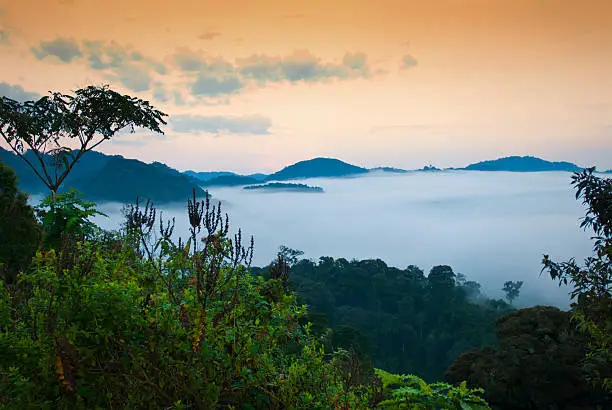 Early morning view from a hill into the tropical cloud forest in Nyungwe National Park, Rwanda. 
