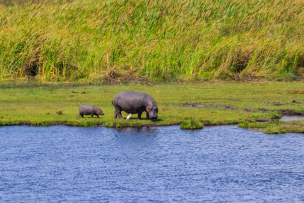 hippopotame mère et bébé (hippopotamus amphibius) marchant sur les rives d’un lac dans le parc national du cratère du ngorongoro, tanzanie - lake volcano volcanic crater riverbank photos et images de collection