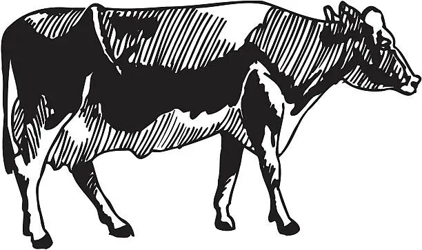 Vector illustration of Black and white illustration of a cow