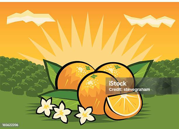 Orangeraie Vecteurs libres de droits et plus d'images vectorielles de Orangeraie - Orangeraie, Agrume, Aliment