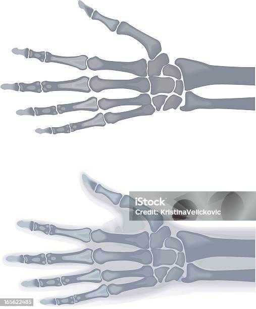 스켈레톤 손 건강관리와 의술에 대한 스톡 벡터 아트 및 기타 이미지 - 건강관리와 의술, 벡터, 사람 뼈