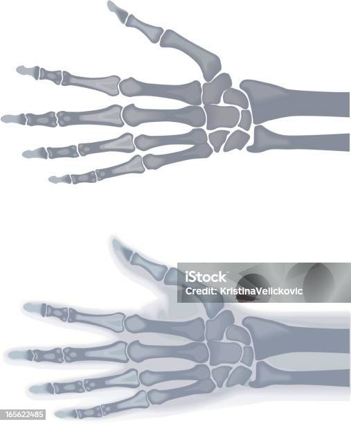 Vetores de Esqueleto De Mão e mais imagens de Anatomia - Anatomia, Ilustração biomédica, Ilustração e Pintura