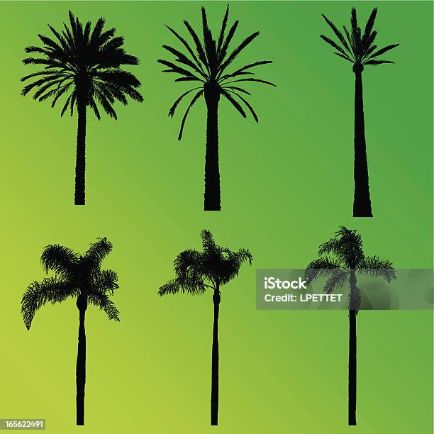 Palm Tree Kollektion Stock Vektor Art und mehr Bilder von Beverly Hills - Beverly Hills, Palme, Bildhintergrund