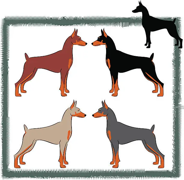 Vector illustration of Doberman Pinscher US/Canadian  With Cropped Ears