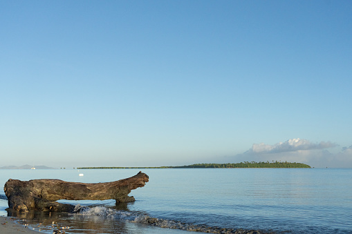 Old log with animal-like head shape washed up on beach on tropical island at sunrise.