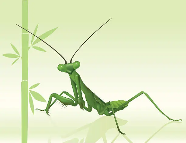 Vector illustration of Praying Mantis