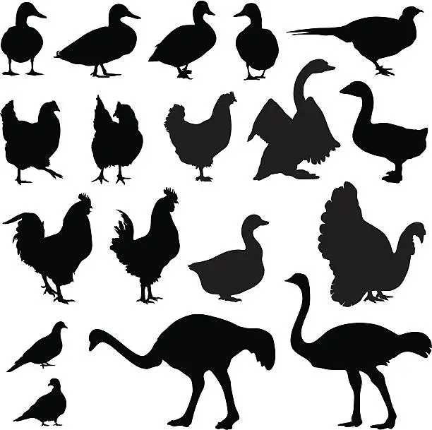 Vector illustration of Chickens with game and poultry, silhouettes