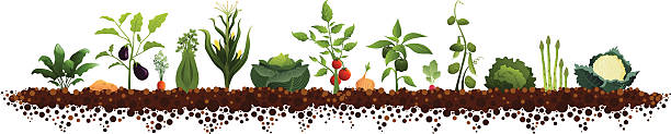 ilustraciones, imágenes clip art, dibujos animados e iconos de stock de amplio jardín de vegetales - gardens