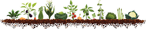 Large Vegetable Garden Vegetable Garden (spinach, potato, eggplant, carrot, celery, corn, cabbage, tomato, onion, pepper, radish, peas, lettuce, asparagus, cauliflower) vegetable garden stock illustrations