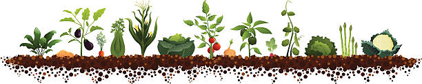 Large Vegetable Garden Vegetable Garden (spinach, potato, eggplant, carrot, celery, corn, cabbage, tomato, onion, pepper, radish, peas, lettuce, asparagus, cauliflower) cauliflower nutrition stock illustrations