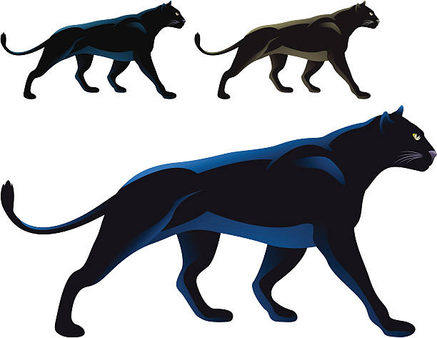 Black Panther vector art illustration