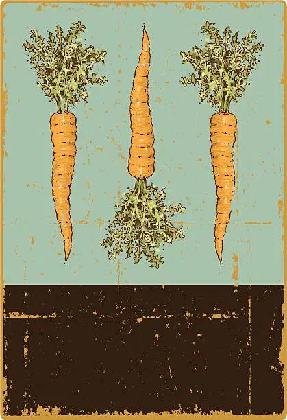 Vector illustration of Carrots