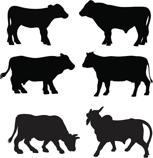 Cow breed silhouette collection A variety of cow breeds in silhouette profile. pics of the holstein cow stock illustrations