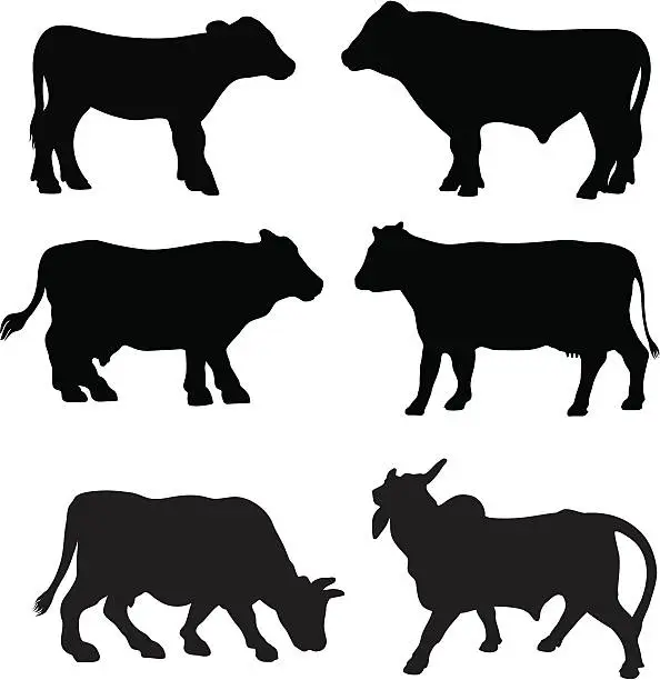 Vector illustration of Cow breed silhouette collection