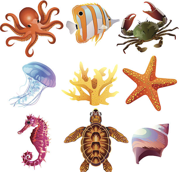 illustrazioni stock, clip art, cartoni animati e icone di tendenza di creature del mare - red octopus