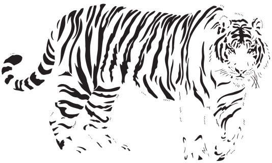 Bengal Tiger in Black lines - Huge male 