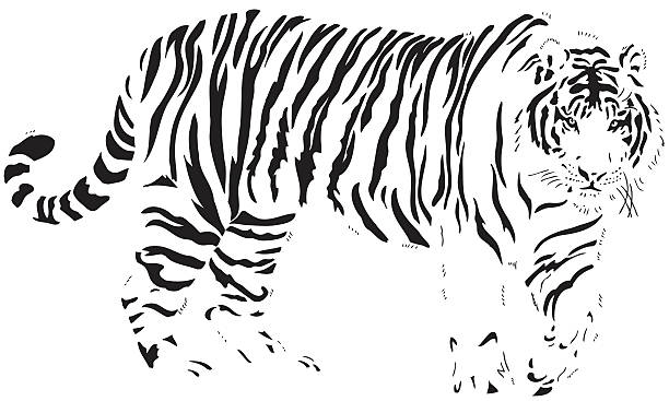 Bengal Tiger illustration Bengal Tiger in Black lines - Huge male  tiger stripes stock illustrations