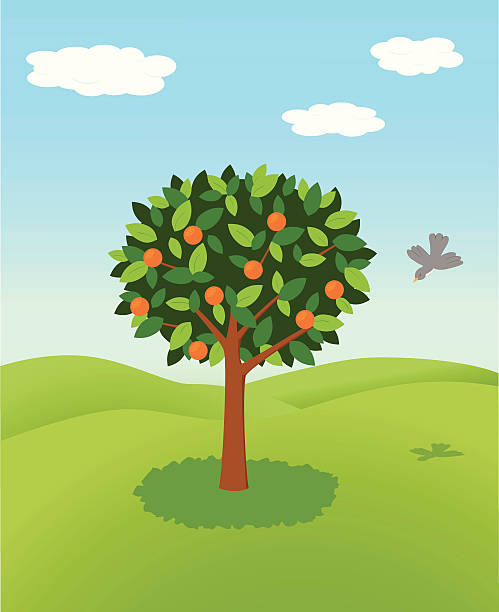 Orange tree vector art illustration