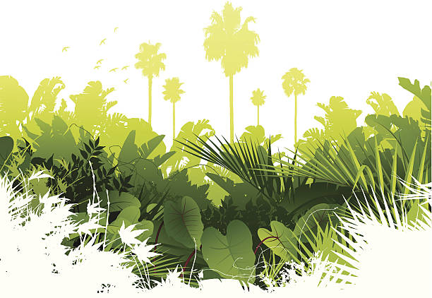 Jungle background Lush green tropical rainforest background. Global colours are easily modified. amazonia stock illustrations