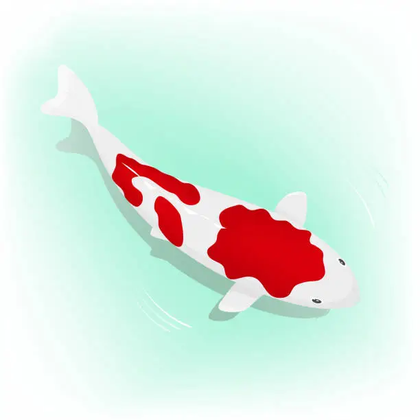 Vector illustration of Koi Carp