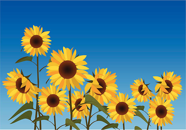 Illustration Of A Field Of Sunflowers Against A Blue Sky Stock Illustration  - Download Image Now - iStock