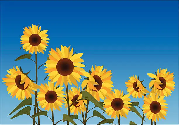 Vector illustration of Illustration of a field of sunflowers against a blue sky