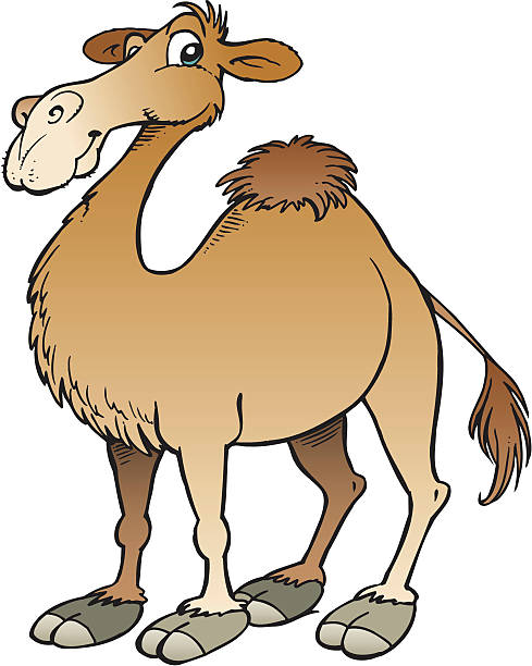 Camel Cartoon Stock Photos, Pictures & Royalty-Free Images - iStock