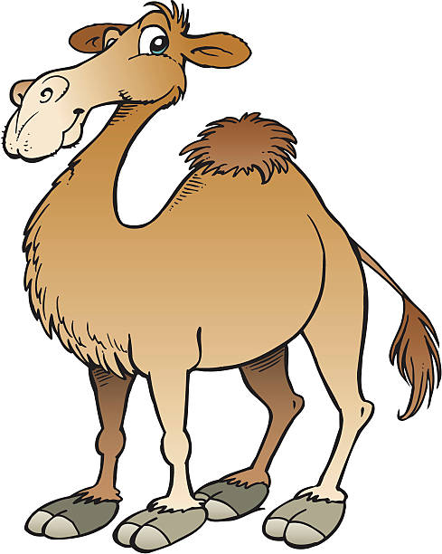 Camel Cartoon Stock Photos, Pictures & Royalty-Free Images - iStock Camel Cartoon Stock Photos, Pictures & Royalty-Free Images - iStock