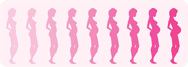 Schwangerschaft Sequence – Vektorgrafik