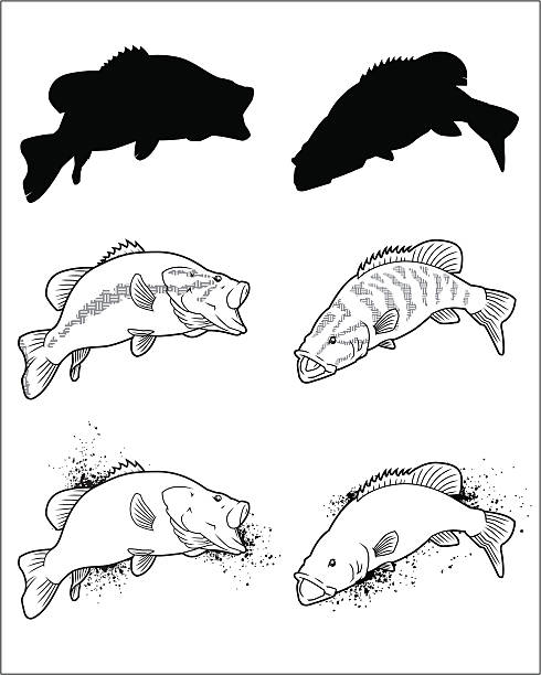 ilustraciones, imágenes clip art, dibujos animados e iconos de stock de pescado serie-bass - black bass illustrations