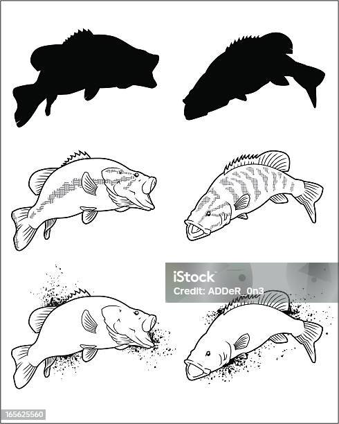 Ilustración de Pescado Seriebass y más Vectores Libres de Derechos de Pez - Pez, Contorno, Róbalo de boca pequeña