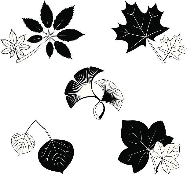 leafs Leafs in black and white. aspen leaf stock illustrations