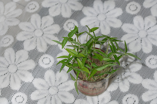 Fresh green leafy plants grow in clear glass bottles