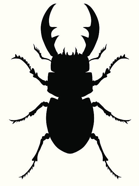 ilustraciones, imágenes clip art, dibujos animados e iconos de stock de escarabajo ciervo volante - silhouette stag beetle beetle insect