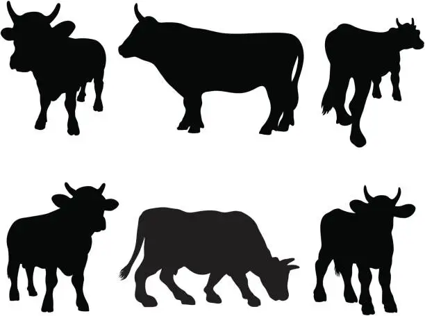 Vector illustration of Bull silhouette collection