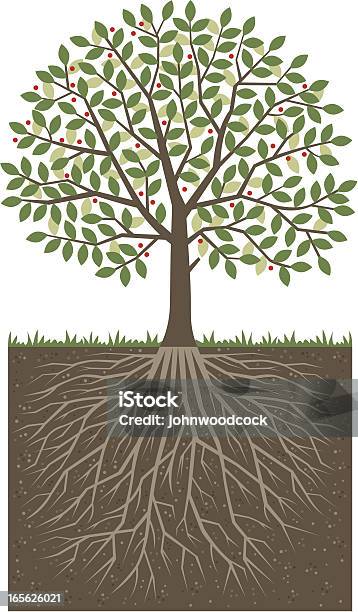 Little Roots Tree Little Round Tree And Roots Stock Illustration - Download Image Now ...