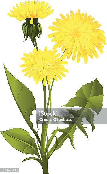 Dandelion Isolated On White Stock Illustration - Download Image Now - Dandelion, Cut Out, Flower