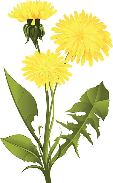 Vector illustration of Dandelion isolated on white