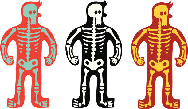 X-Ray This is a mans skeleton. clip art of rib cage stock illustrations