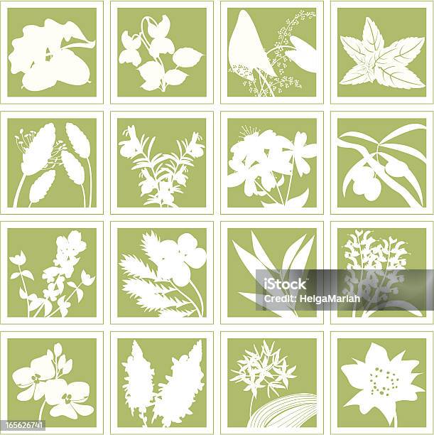 Herbal Pflanzen Medizinische Kräuter Silhouettenset Stock Vektor Art und mehr Bilder von Teebaumöl